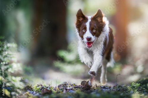 Photography Happy dog border collie jump in forest path