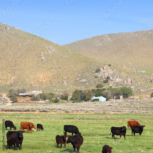 California agriculture. Beautiful American landscape. photo