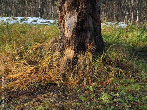 trees in the forest. autumn