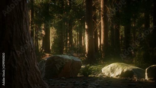 8K Giant Sequoia Trees at summertime in Sequoia National Park