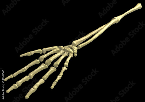 Skeleton Arm Bones
