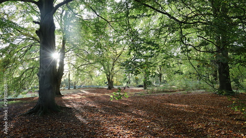 Fototapeta Naklejka Na Ścianę i Meble -  Thetford Forest Park and Beech Trees with Warm Autumn Sun Penetrating Tree Crowns