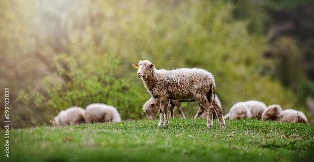 Fototapeta premium Sheeps group and lambs on a meadow with green grass. Flock of sheep in sun rays spring background.