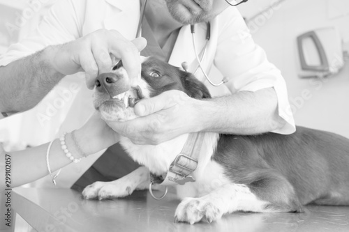 Doctor checking teeth of dog at veterinary clinic