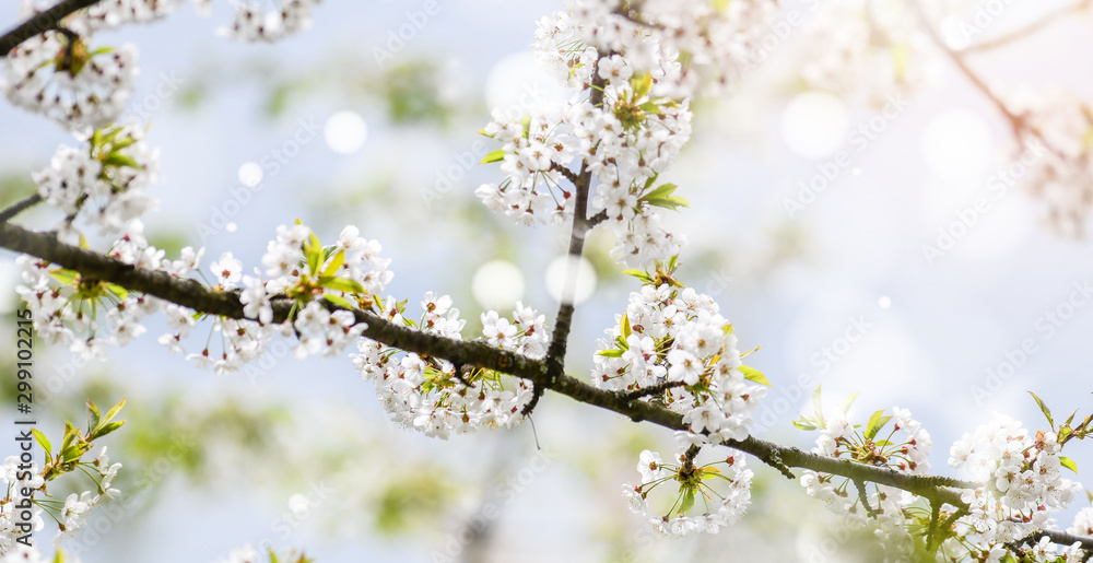 Spring Cherry blossoms. Beautiful nature scene with blooming tree. Amazing flowers orchard and Abstract blurred background. Springtime