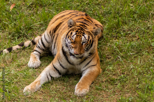 a bengal tiger in a green meadow