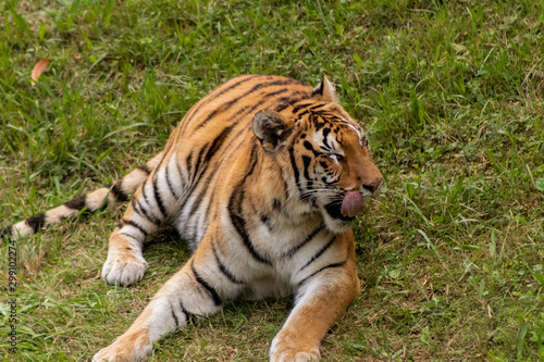 a bengal tiger in a green meadow