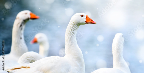 White domestic geese in waterpark. Goose with an orange beaks on beautiful background.