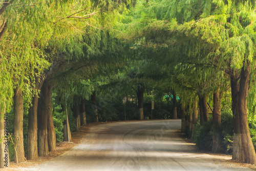 Photography A straight asphalt road in the woods in the sun