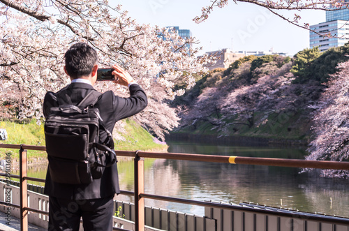 cherry blossom at chidori ga fuchi, tokyo, japan photo