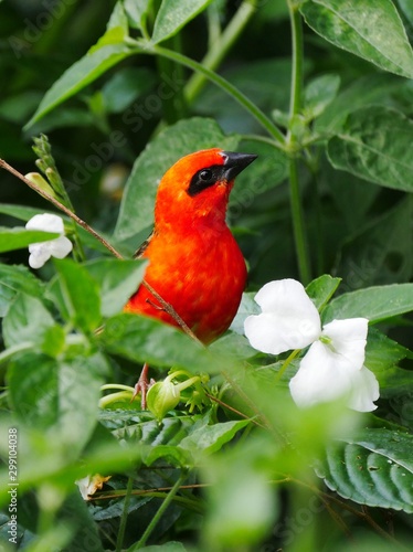 Red Fody bird perching in natural environment