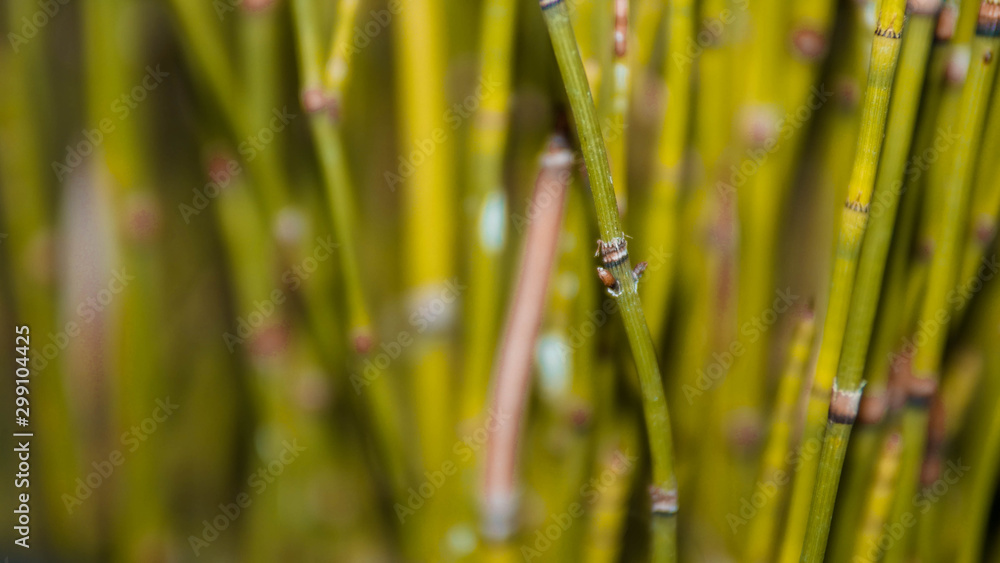 ornamental plants shaped like bamboo but small in size ornamental plants shaped like bamboo but small in size