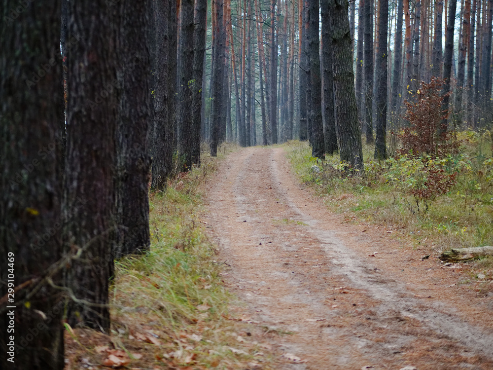 Naklejka premium Pine forest. slender tree trunks in the autumn forest