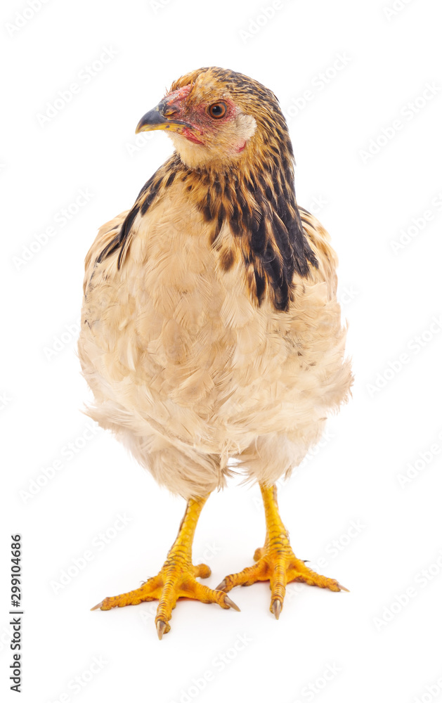 Fototapeta premium Young brown chicken.