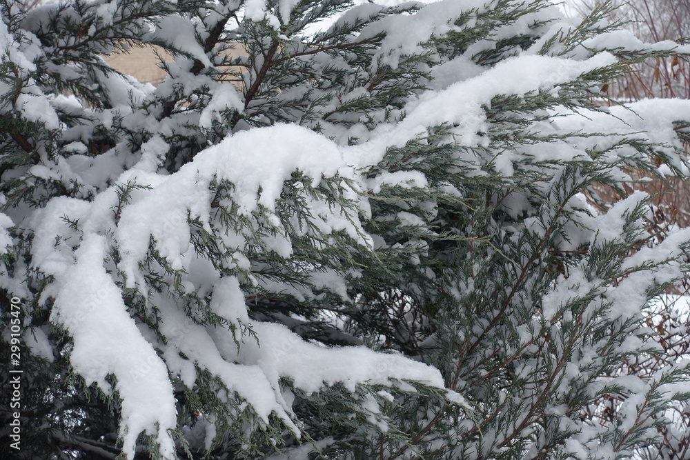 Heavy snow on branches of juniper in winter Heavy snow on branches of juniper in winter
