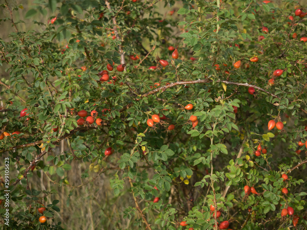 An einen Strauch hängen die roten reifen Früchte (Hagebutten) der Heckenrose.