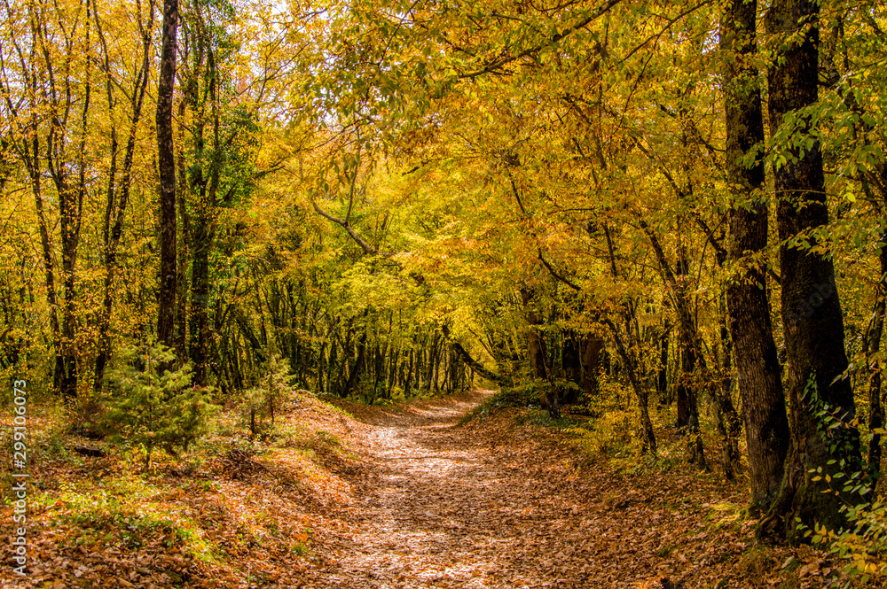 Fototapeta premium road in autumn forest