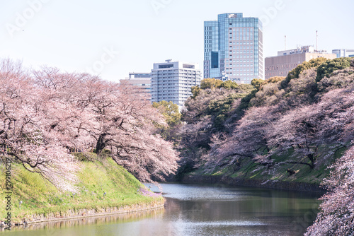 cherry blossom at chidori ga fuchi, tokyo, japan photo