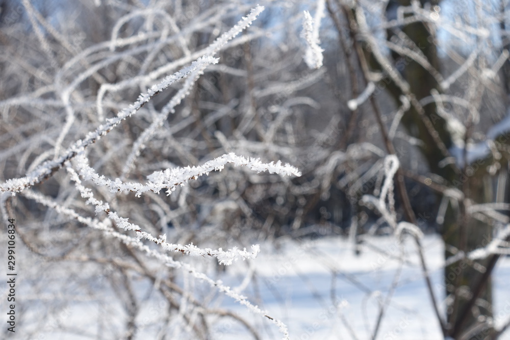 Fragile white crystals of frost on thin branch in winter
