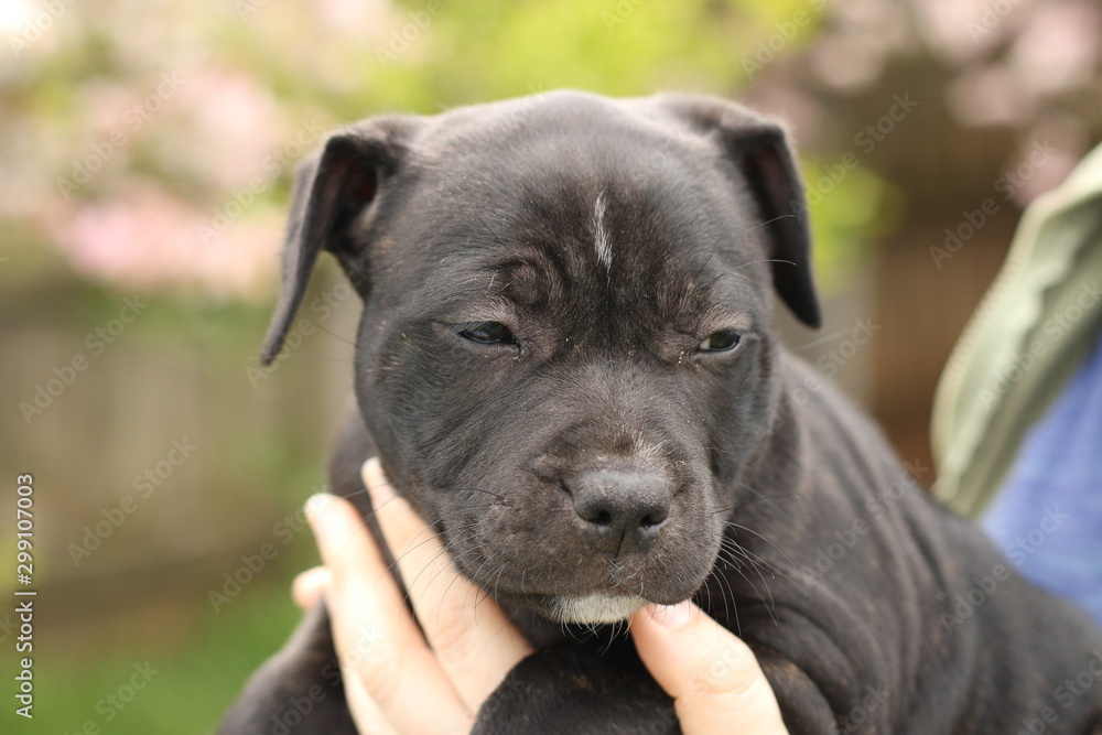 cute young 6 week old Staffordshire terrior pups playing in their family backyard, being posed and held by it's owner, having fun with their siblings.