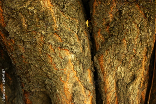 Close up of tree trunk in forest