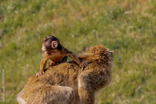Gibraltar monkey in a forest of Spain