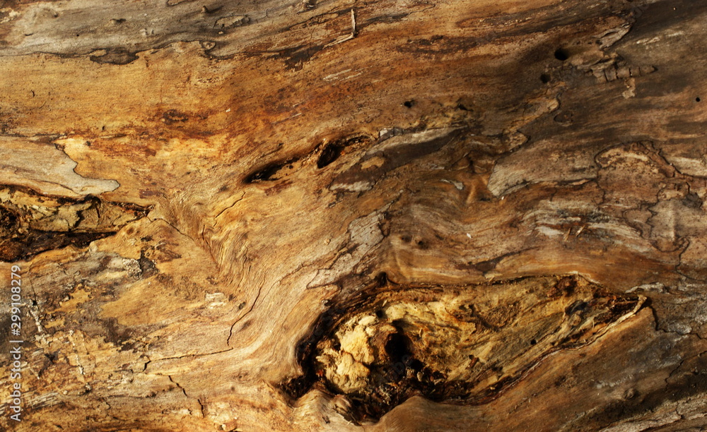 Obraz premium Close up of tree trunk in forest