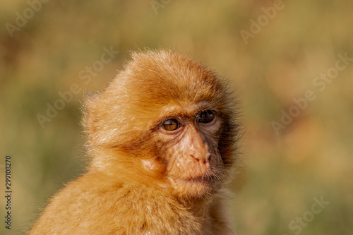 Gibraltar monkey in a forest of Spain