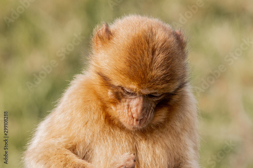 Gibraltar monkey in a forest of Spain