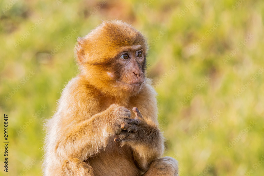 Gibraltar monkey in a forest of Spain