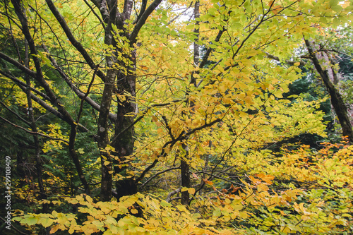 Autumnal landscape in deciduous woodland