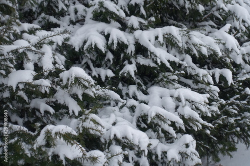 Foliage of yew covered with white snow in winter