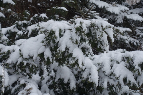Heavy snow on branches of yew in winter