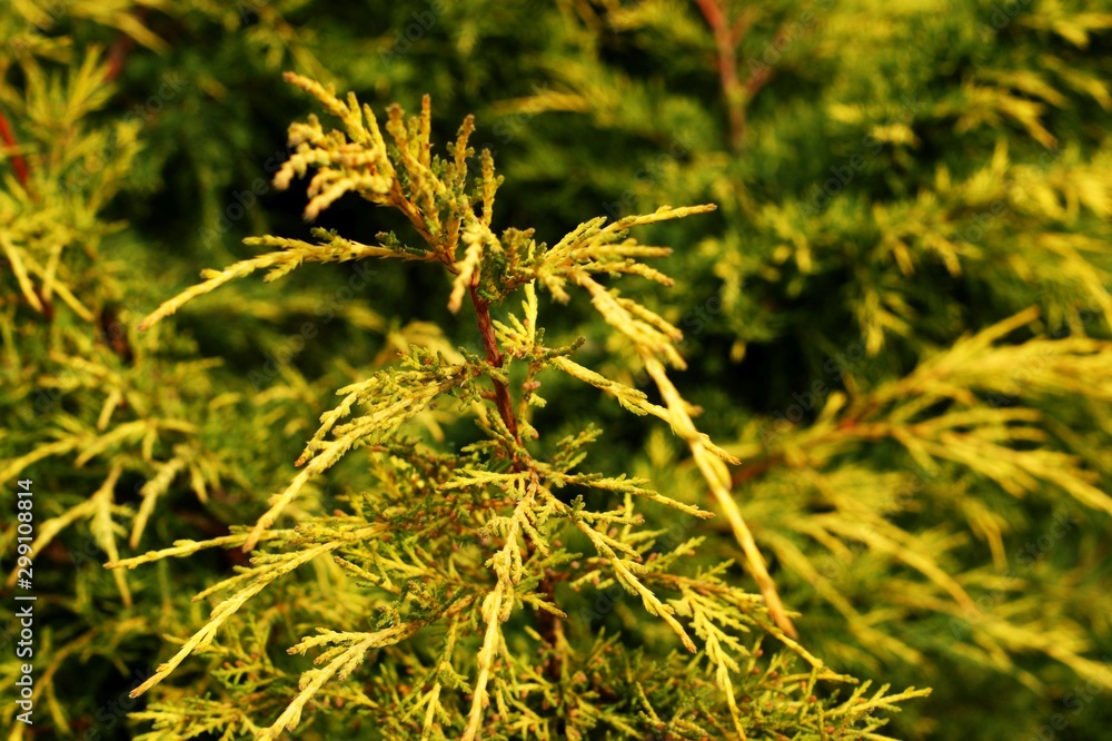 Pine tree branches. A dried squid in tree with green leaves Pine tree branches. A dried squid in tree with green leaves