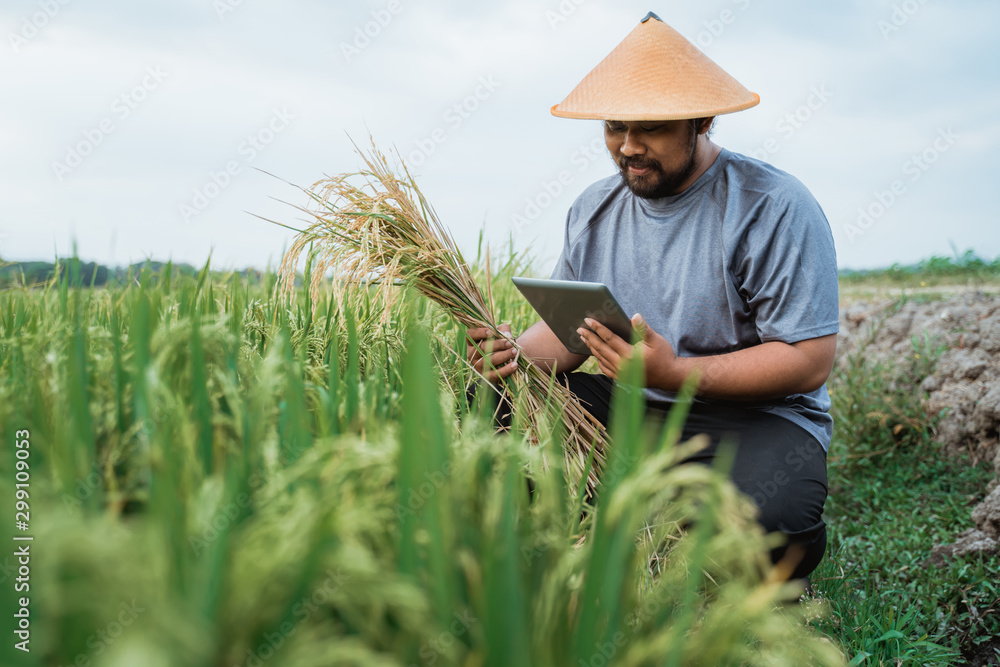 asian farmer using tablet pc to check of his harvest time asian farmer using tablet pc to check of his harvest time