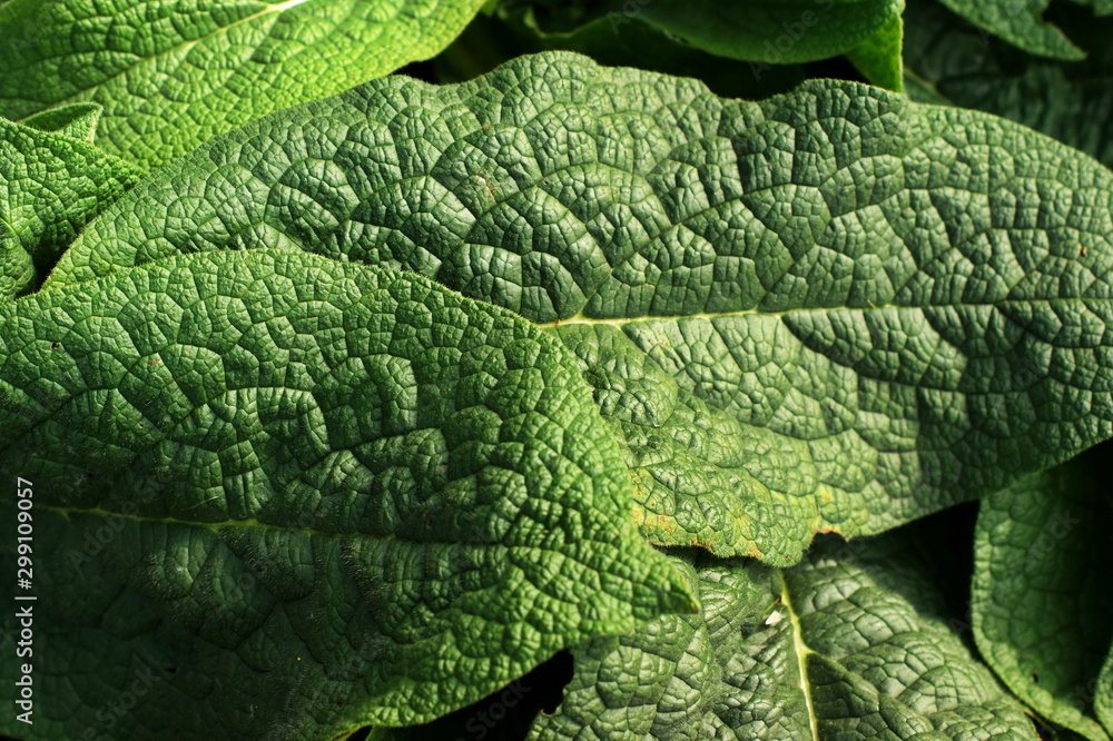 Fresh green burdock leaf closeup texture background Fresh green burdock leaf closeup texture background