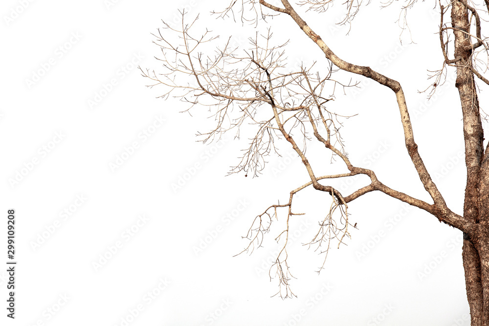 Dead tree isolated on white background, Dead branches of a tree.Dry tree branch.Part of single old and dead tree on white background. Dead tree isolated on white background, Dead branches of a tree.Dry tree branch.Part of single old and dead tree on white background.