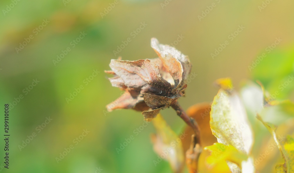 Dry plant Bud close-up in Sunny autumn weather Dry plant Bud close-up in Sunny autumn weather