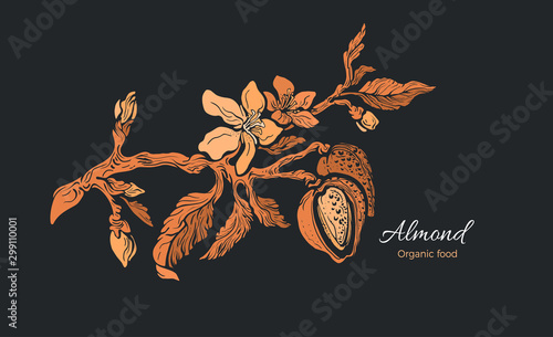 Almond branch. Art vintage hand drawn symbol
