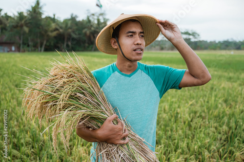 young traditional asian farmer with rice grain on hand smiling