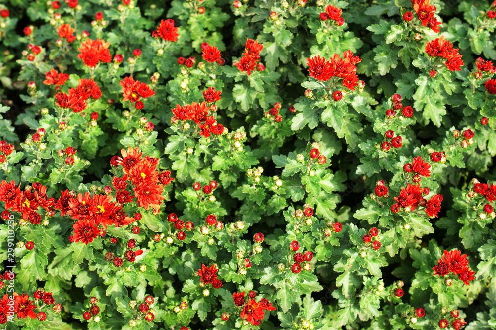 Beautiful red flower in garden. Rose flower background. Roses flower texture