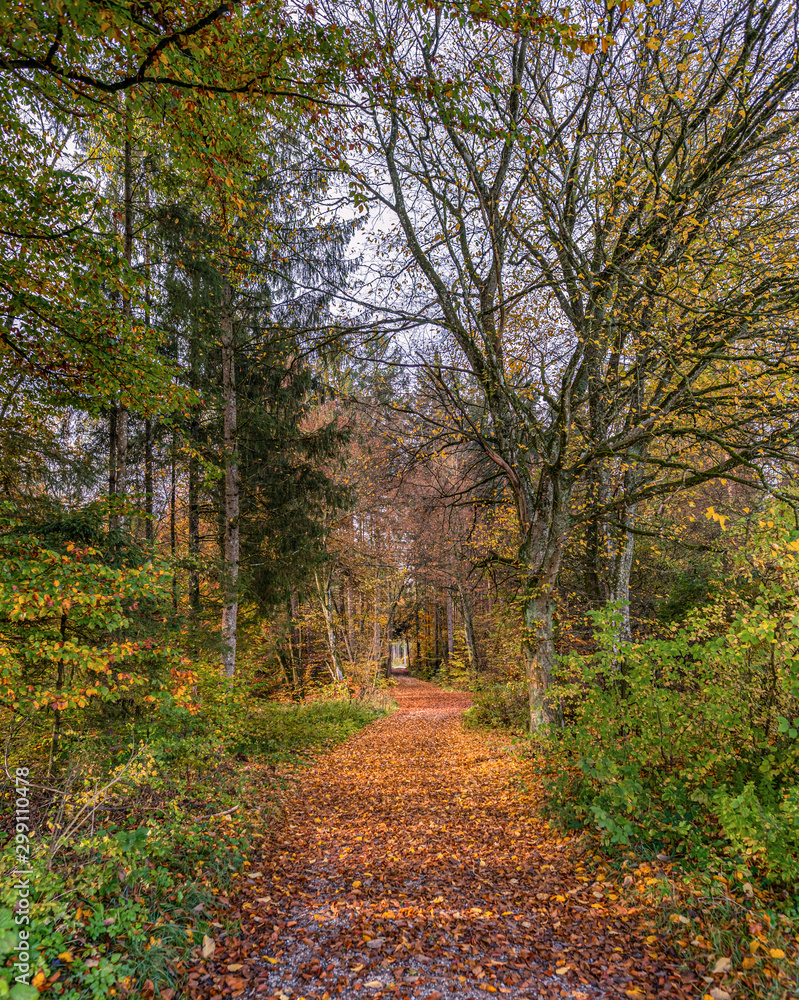 Obraz premium A trees framed road into a forest in autumn colors.