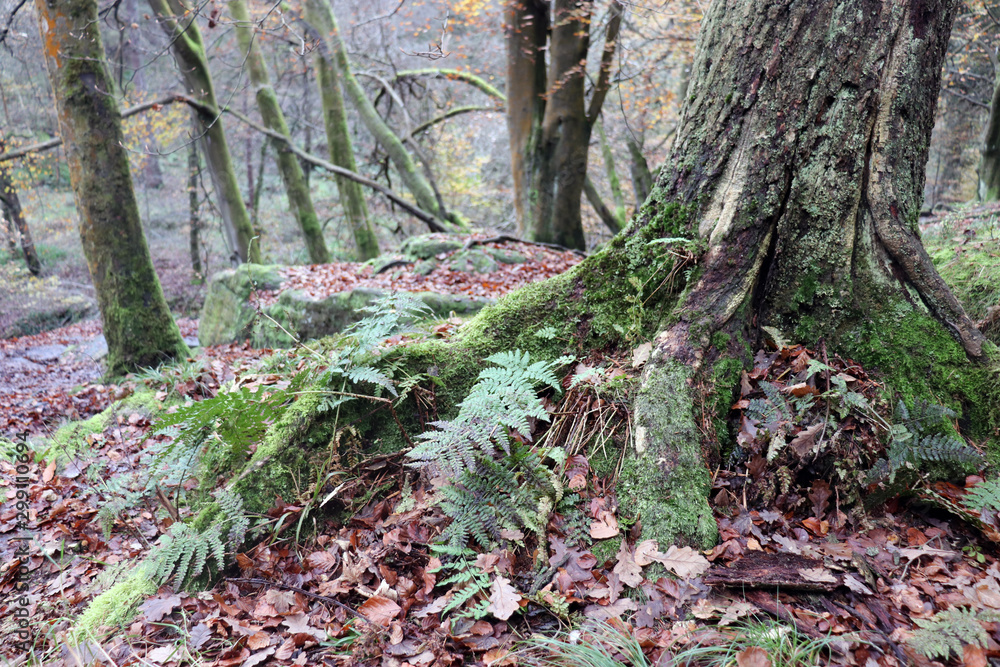 Fototapeta premium fern in the forest