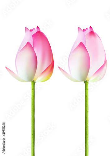 Realistic 3d Thai pink lotus buds on white background vector illustration