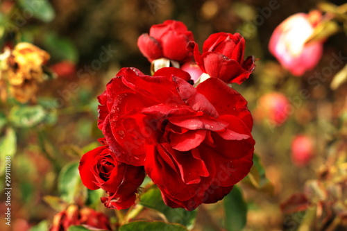Beautiful red flower in garden. Rose flower background. Roses flower texture