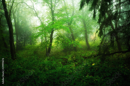 Nebel Stimmung und Atmosph  re im Wald