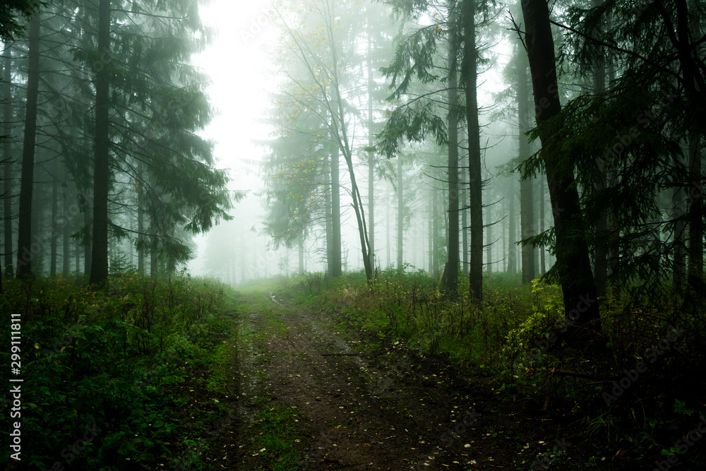 Mystischer Nebel Schimmer und Forstweg Mystischer Nebel Schimmer und Forstweg