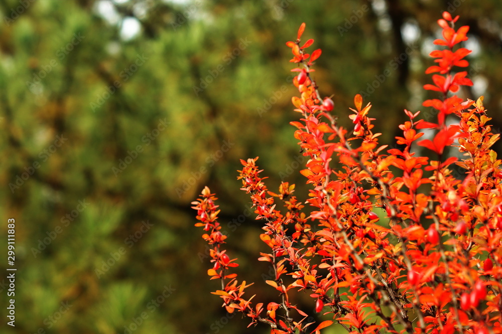 Ripe red berries of barberry on branch close-up. Fructiferous shrub Ripe red berries of barberry on branch close-up. Fructiferous shrub