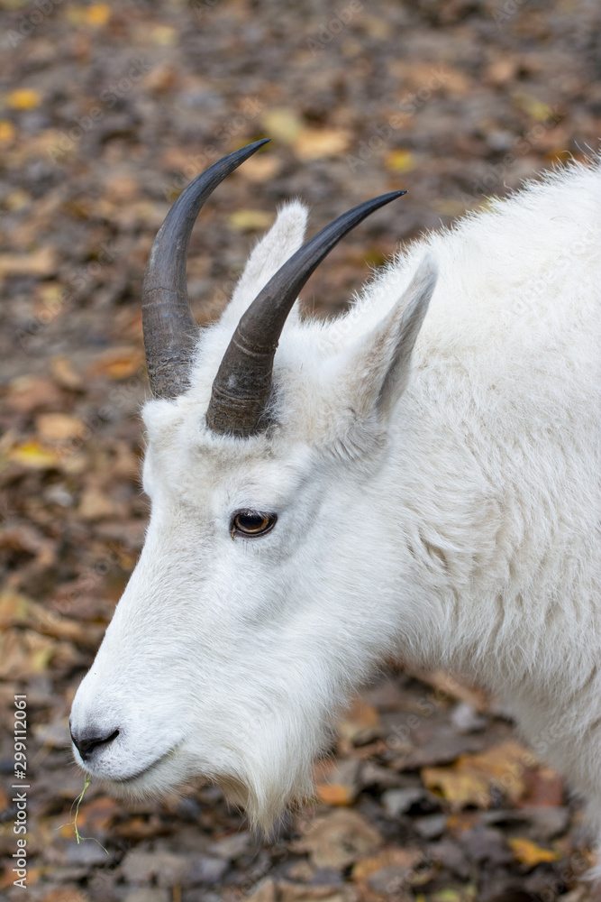 portrait of a rocky mountain goat portrait of a rocky mountain goat