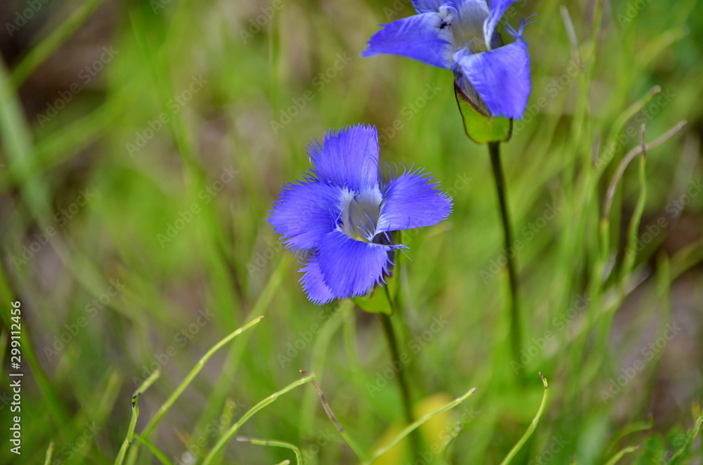 Blue Fringed Gentian flowers, Toronto, Ontario, Canada